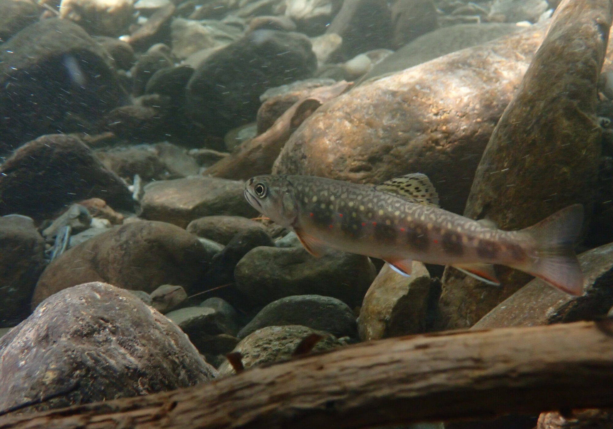 Brook Trout in Sherman Brook (Huntington, VT) shared with the Vermont Atlas of Life on iNaturalist &copy; Richard Joyce 