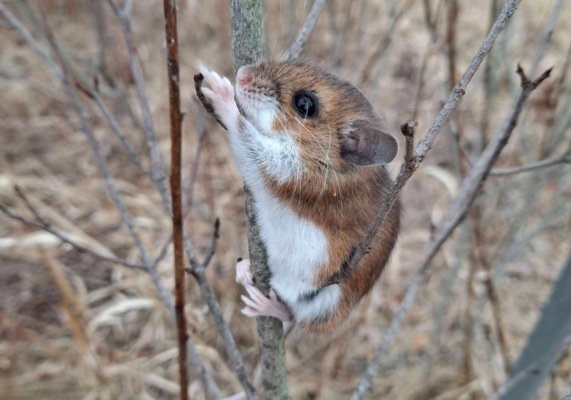 White-footed Deermouse observation shared with the Vermont Atlas of Life on iNaturalist (https://www.inaturalist.org/observations/148828022) &copy; meltraros