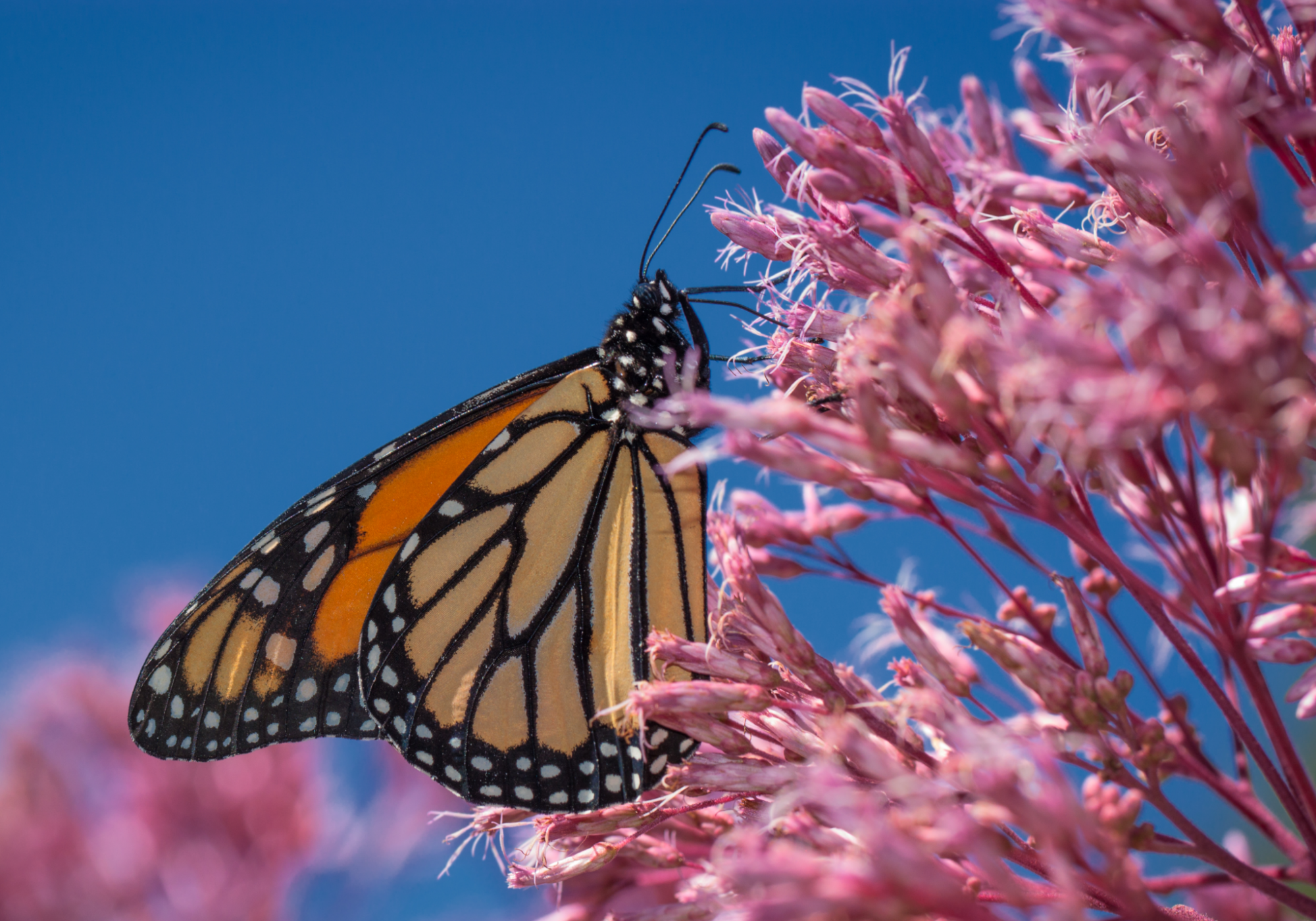 Monarch nectaring on Joe Pye Weed before migration.  &copy; K.P. McFarland