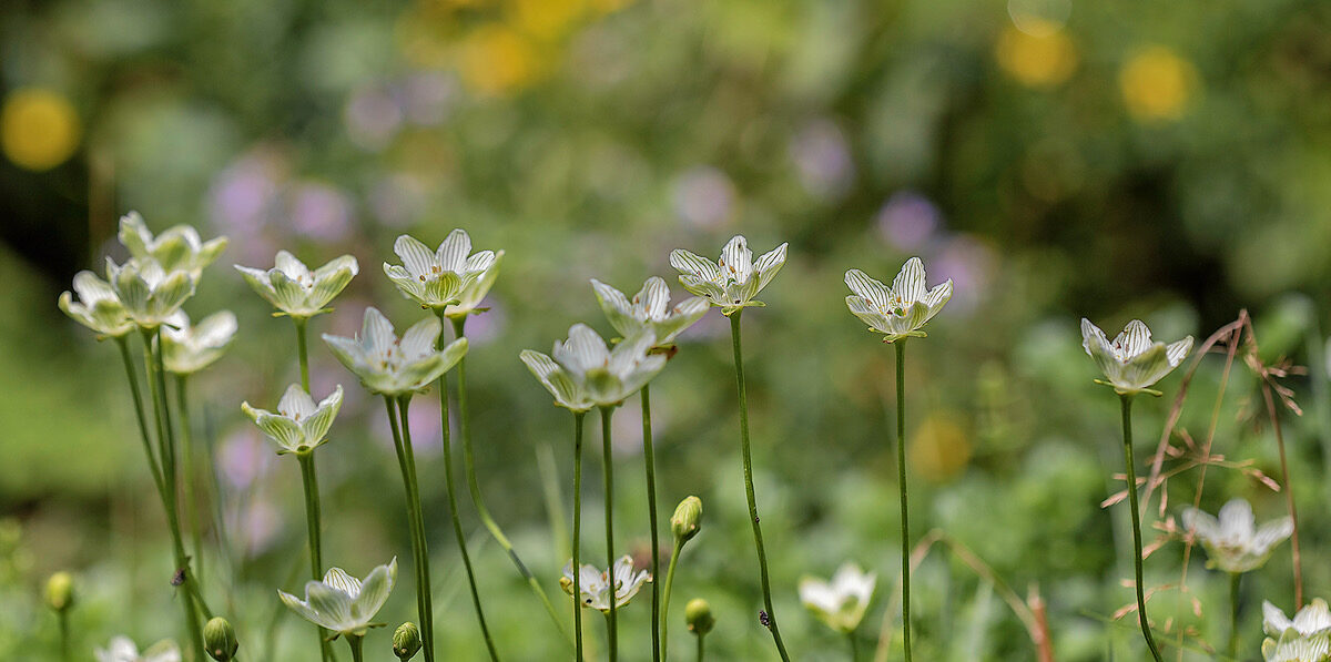 Fen Grass-of-Parnassus flowers beckon and float like little balloons over their own cluster of basal leaves and nearby plants.  &copy; Bryan Pfeiffer