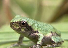 August 2023 Photo-observation of the Month