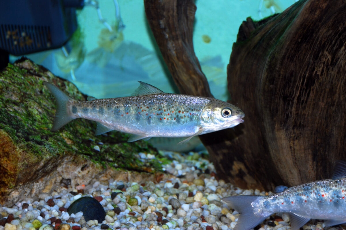 Atlantic Salmon <i>(Salmo salar)</i> &copy; © U.S. Fish and Wildlife Service