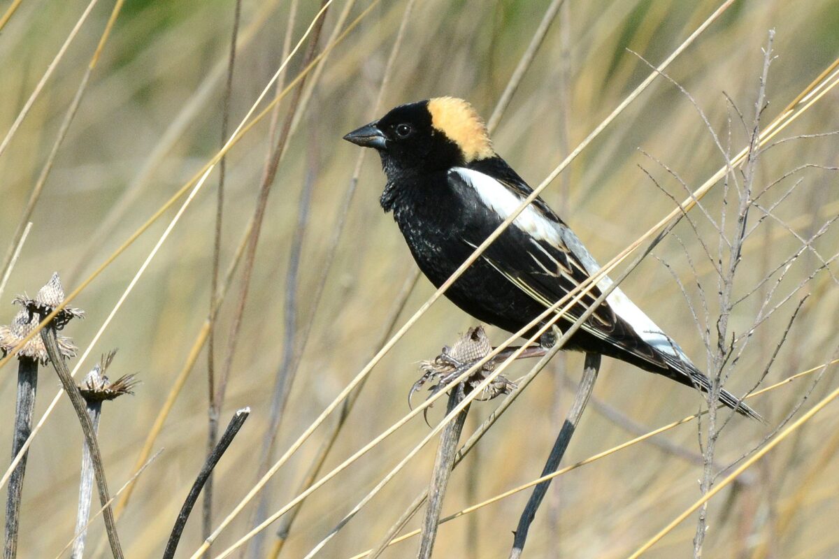 A male Bobolink perches in a field &copy; © U.S. Fish and Wildlife Service, Midwest Region