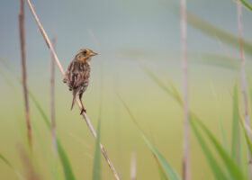 The Rising Seas and Stakes for Coastal New England Wildlife