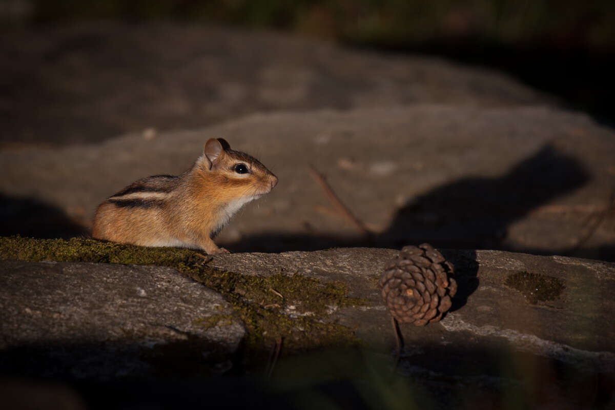 Eastern Chipmunk &copy; © Kent McFarland