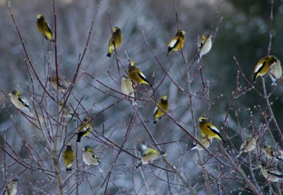 Evening Grosbeak flock gathering near a bird feeder &copy; © Jenn Megyesi
