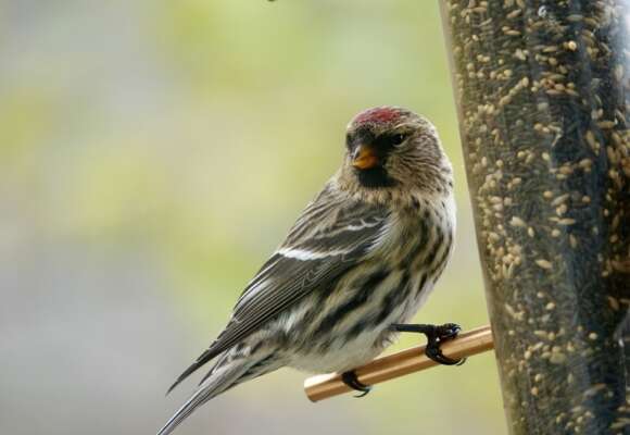 Common Redpoll visiting a bird feeder &copy; © Jenn Megyesi