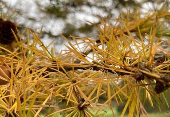 European Larch foliage &copy; © Julia Pupko