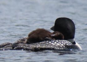 2023 Loon Field Season Summary