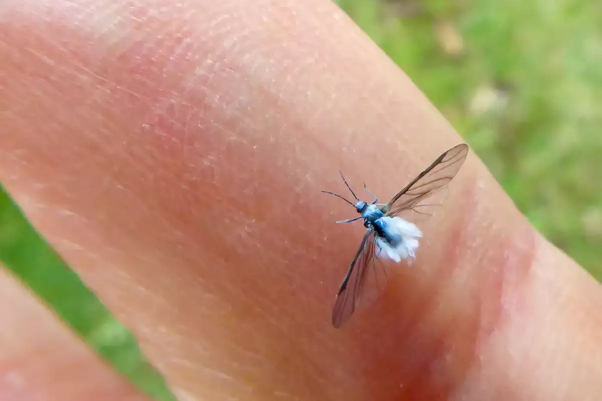 Woolly Aphid © Bryan Pfeiffer