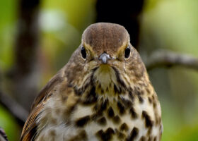 October 2023 Photo-observation of the Month