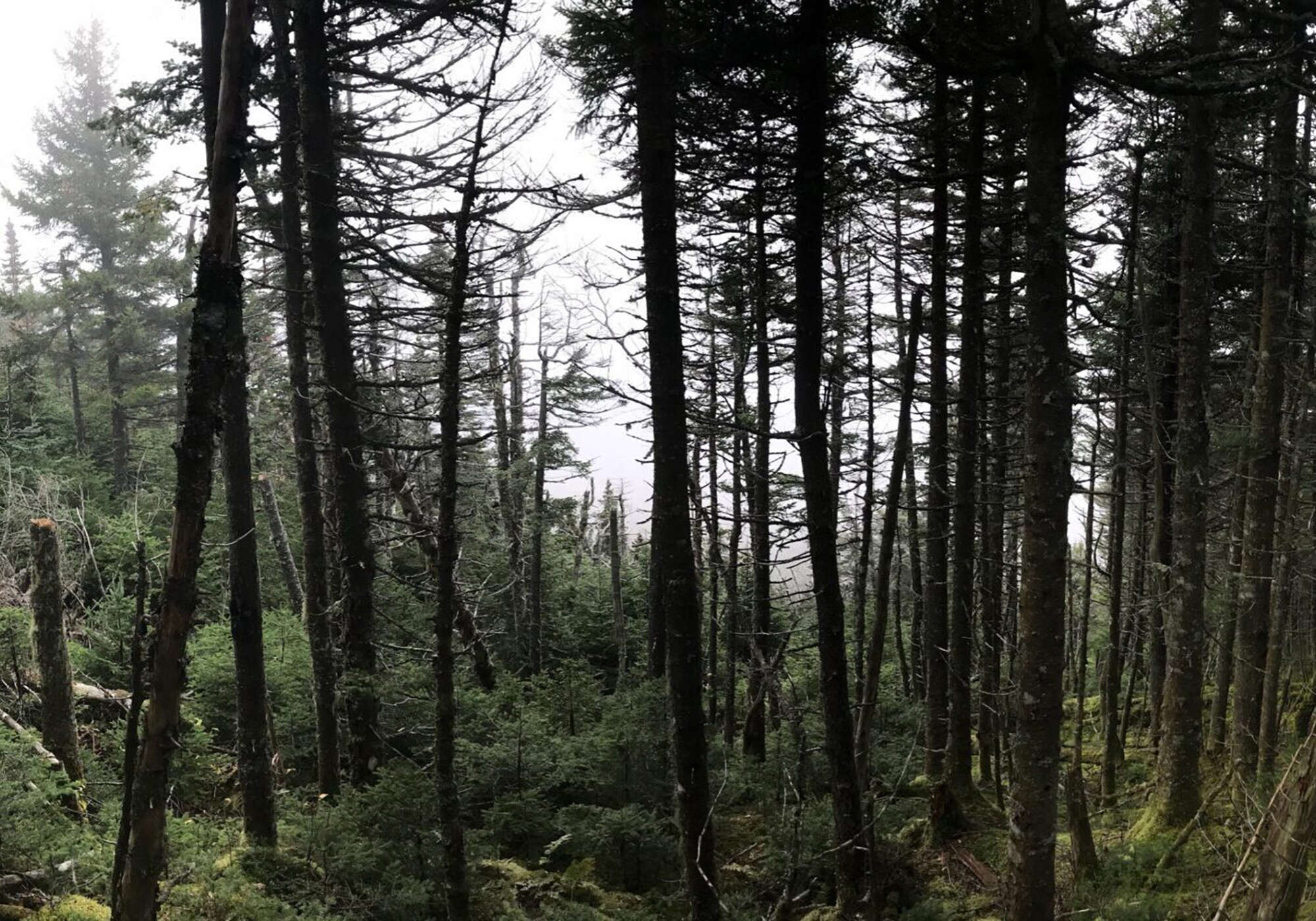 Panorama of a fir wave &copy; © Kent McFarland