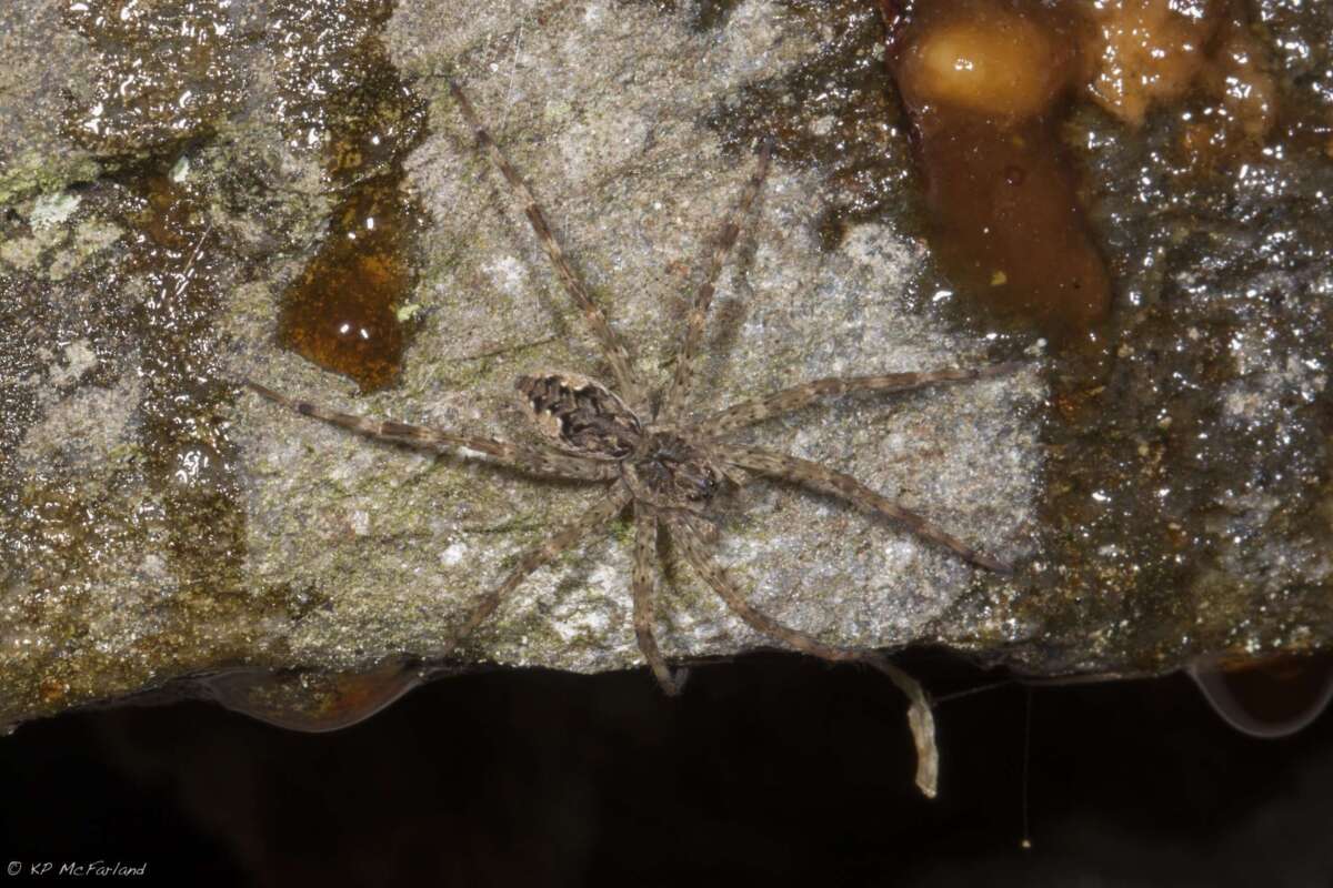 Dark Fishing Spider <i>(Dolomedes tenebrosus)</i> &copy; © Kent McFarland