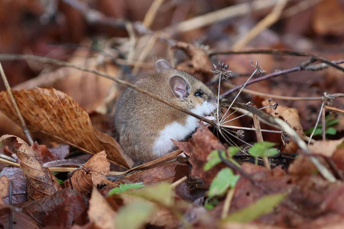 Deer Mouse/White-footed Mouse (genus <i>Peromyscus</i>) &copy; © Sarah Carline