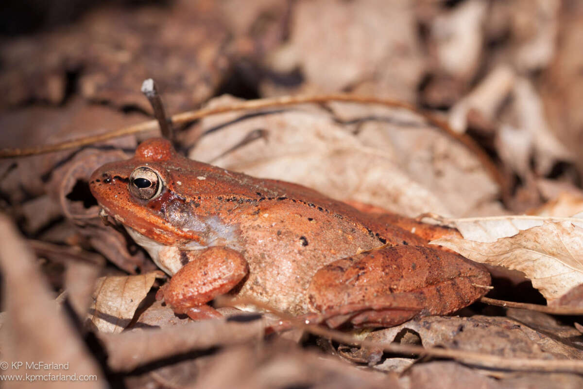 Wood Frog newly emerged in spring from a long winter nap. &copy; © Kent McFarland