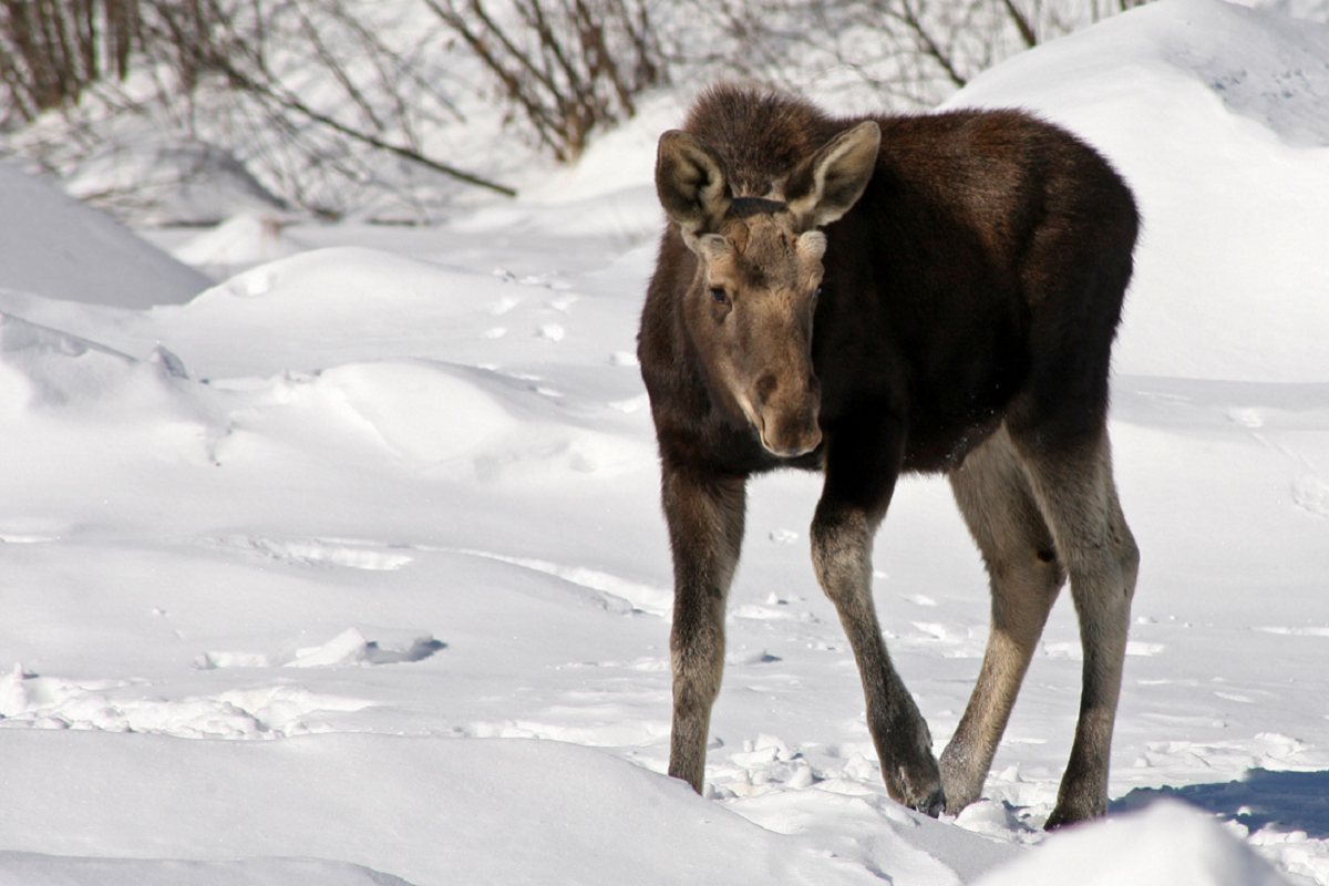 A young moose photographed by Ed Sharron in Rochester, VT. &copy; © Ed Sharron