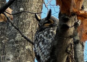 November 2023 Photo-observation of the Month