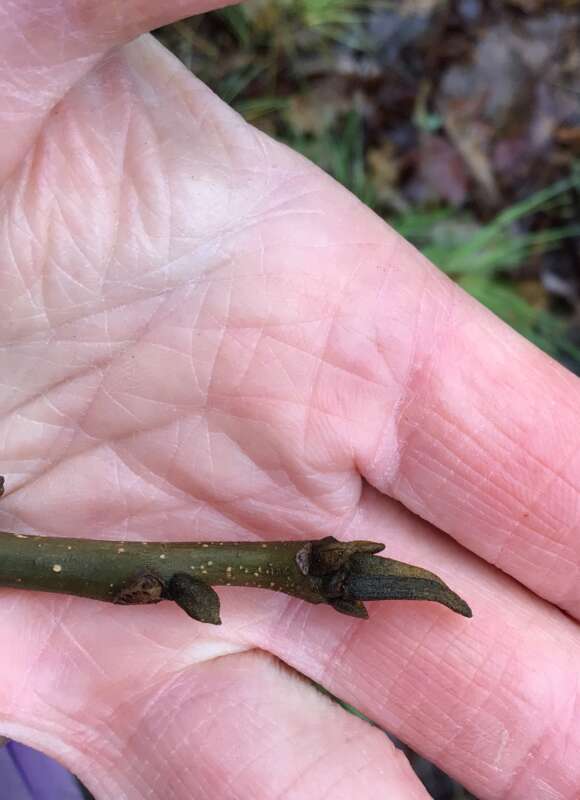 Bitternut Hickory bud  &copy; © pamdarrow (licensed under CC-BY-NC-SA; iNaturalist)