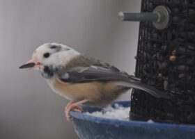 December 2023 Photo-observation of the Month