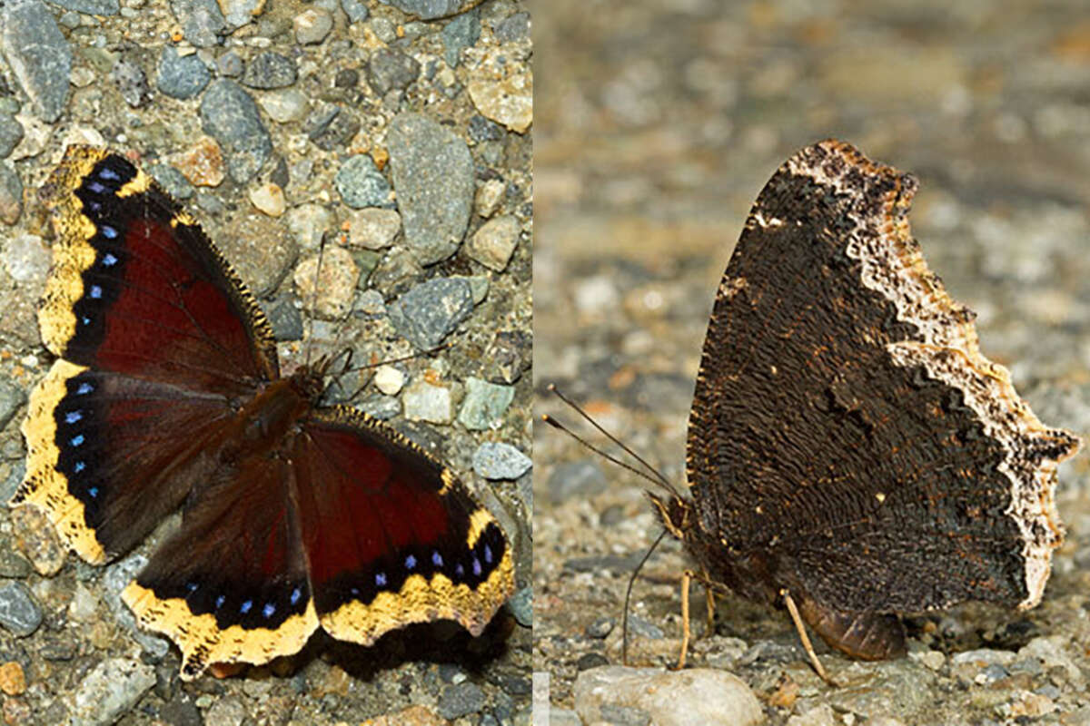 Mourning Cloak <i>(Nymphalis antiopa)</i> – dorsal and ventral &copy; © Bryan Pfeiffer
