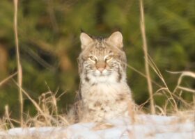 January 2024 Photo-observation of the Month