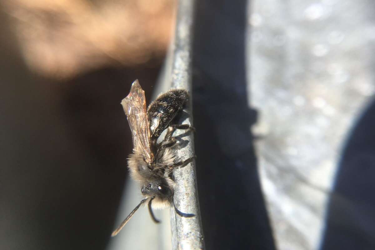A male <i>Andrena</i> recovers after being rescued from a sap bucket. Sap provides a sugar source before many flowers are blooming, which is particularly attractive for male bees who do not need to collect pollen. &copy; © Spencer Hardy