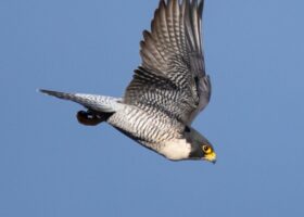 February 2024 Photo-observation of the Month