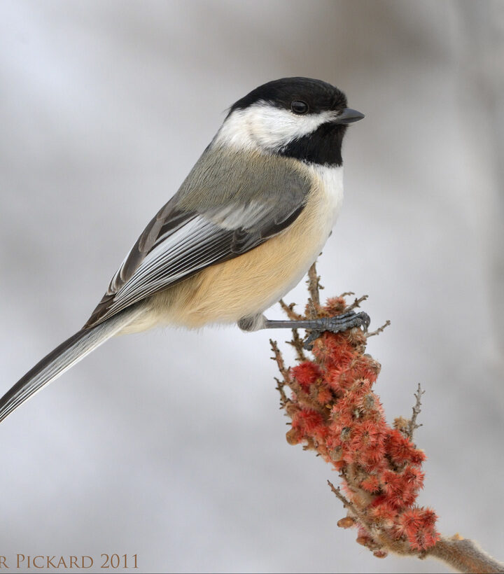 Green Long-jawed Orbweaver (Tetragnatha viridis) &copy; iNaturalist user aspring