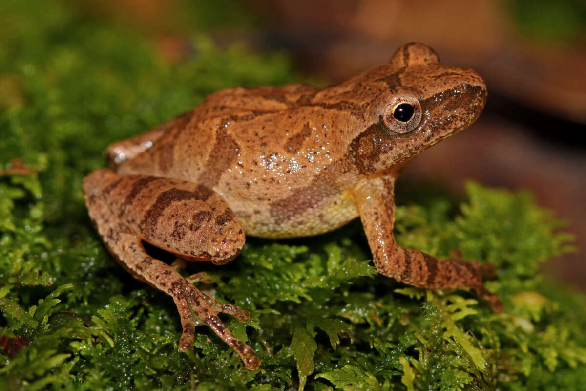Spring Peeper <i>(Pseudacris crucifer)</i> &copy; © Peter Paplanus