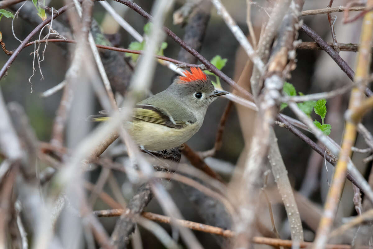 Ruby-crowned Kinglet <i>(Regulus calendula)</i> &copy; © Kyle Tansley