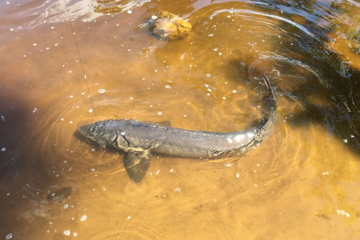 Lake Sturgeon © iNaturalist user dwalc400 (licensed under CC-BY-NC)