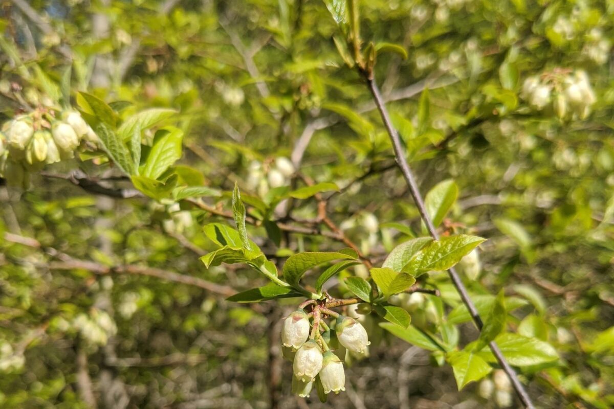 Northern Highbush Blueberry <i>(Vaccinium corymbosum)</i> © Spencer Hardy