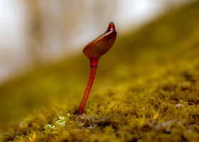 March 2024 Photo-observation of the Month