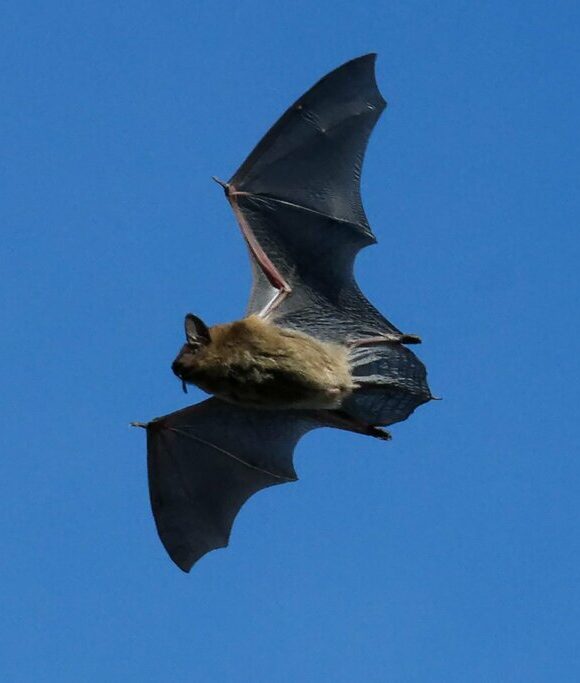 Milbert's Tortoiseshell (Aglais milberti) &copy; Kent McFarland