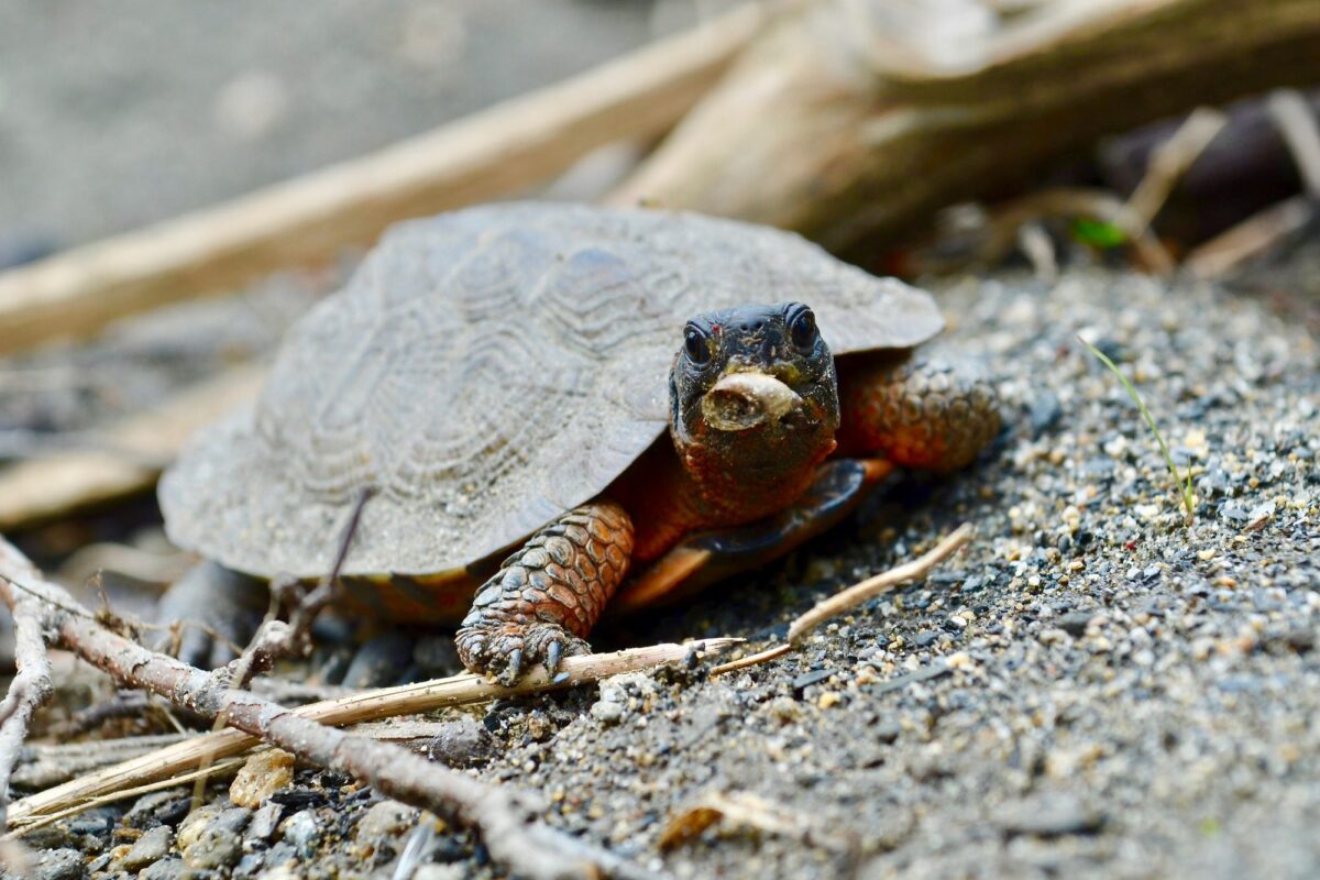 Wood Turtle <i>(Glyptemys insculpta)</i> &copy; © mellohrer (from iNaturalist) licensed under CC-BY-NC