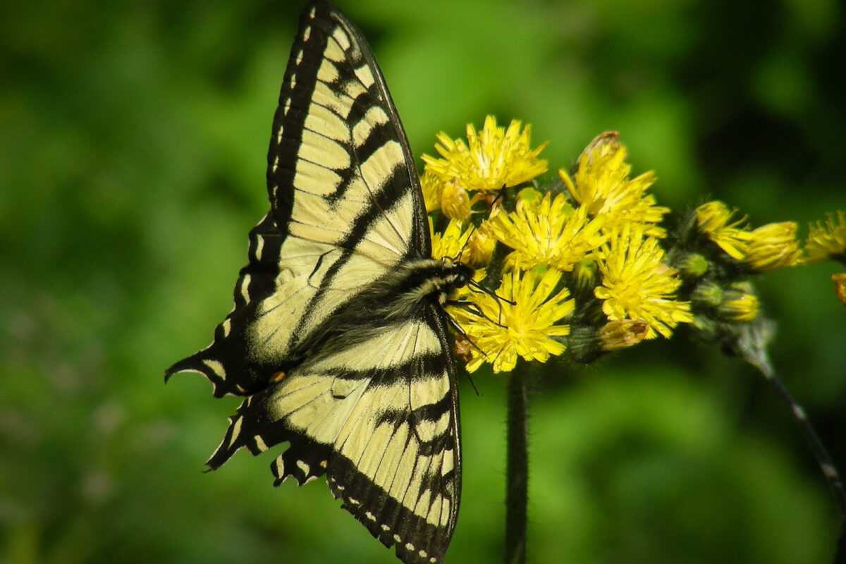 Canadian Tiger Swallowtail <i>(Papilio canadensis)</i> in Vermont. &copy; © Kent McFarland