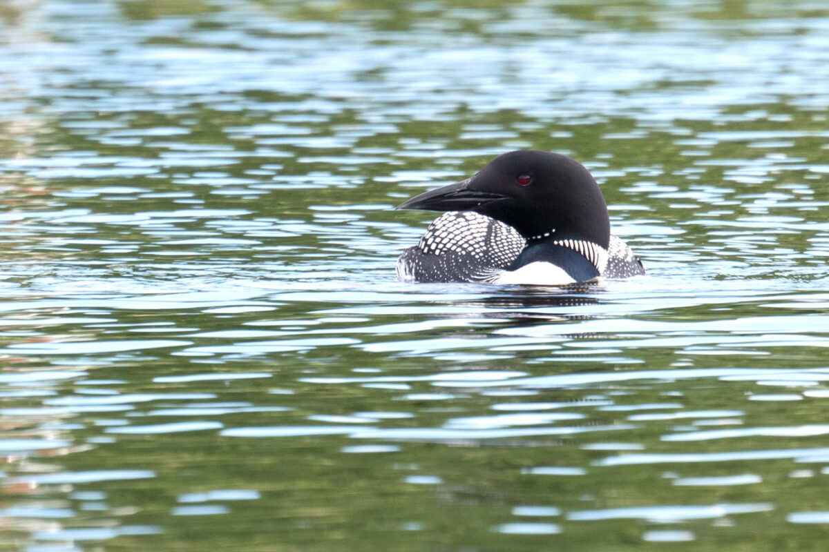 Common Loon <i>(Gavia immer)</i> &copy; © Susan Elliott licensed under CC-BY-NC