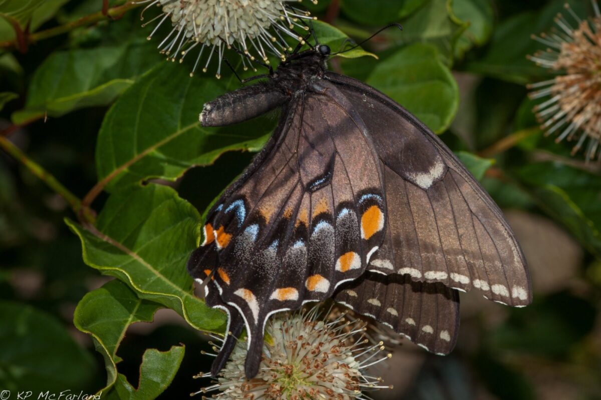 Eastern Tiger Swallowtail <i>(Papilio glaucus)</i> dark form female nectaring on Buttonbush in Maryland. &copy; © Kent McFarland