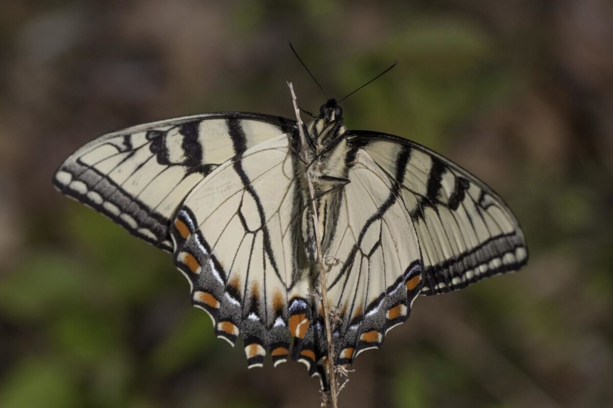 Appalachian Tiger Swallowtail <i>(Papilio appalachiensis)</i> at the Great Smokey Mountain NP -Oconalluftee Visitors Center. &copy; © Kent McFarland