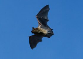 April 2024 Photo-observation of the Month