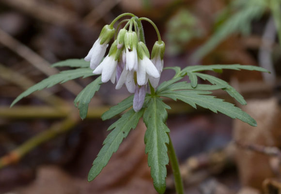 14513, , Cutleaf Toothwort (Cardamine concatenata), , , image/jpeg, https://media.vtecostudies.org/wp-content/uploads/2024/05/08172950/Cutleaf-Toothwort-Cardamine-concatenata_KPMcFarland-2-580x800-1.jpg, 580, 800, Array, Array © Kent McFarland
