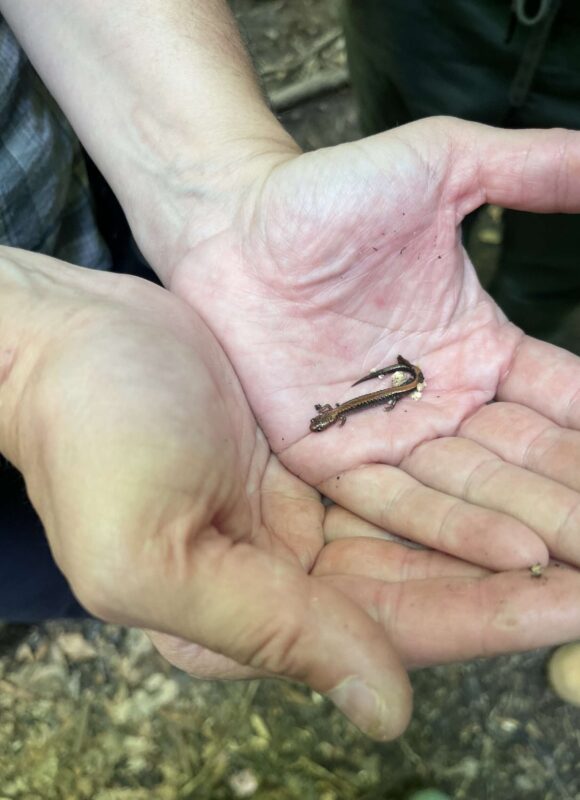 Eastern Red-backed Salamander on Mount Cardigan, NH &copy;  © Pia Carman, VCE