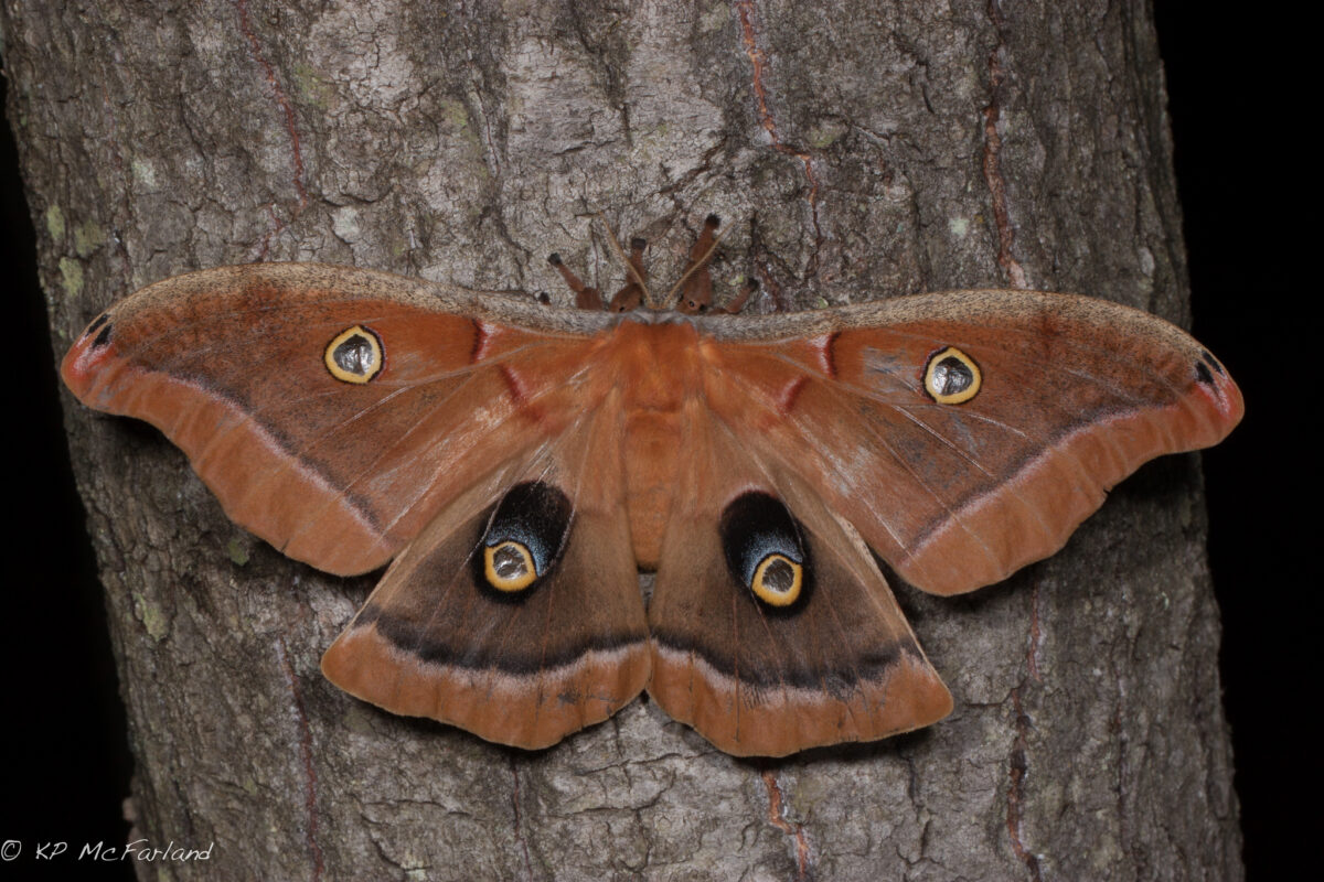 Polyphemus Moth (<i>Antheraea polyphemus</i>) &copy; © Kent McFarland