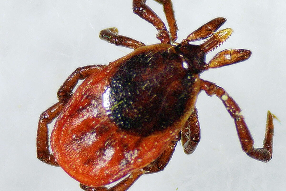 Deer Tick (<i>Ixodes scapularis</i>) in Vermont © VCE Tick Technicians