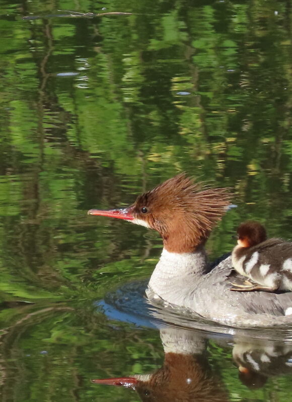 Whorled Wood Aster (<i>Oclemena acuminata</i>) &copy; © Nathaniel Sharp
