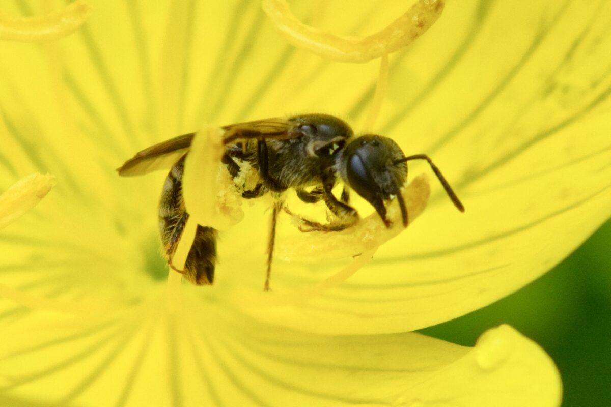 Evening Primrose Sweat Bee (<i>Lasioglossum oenotherae</i>) in Jericho, VT &copy; © Bernie Paquette via iNaturalist licensed under CC-BY, some rights reserved