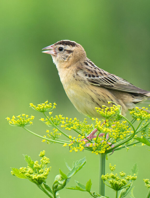 Spotted Joe-Pye Weed (<i>Eutrochium maculatum</i>) &copy; © K.P. McFarland