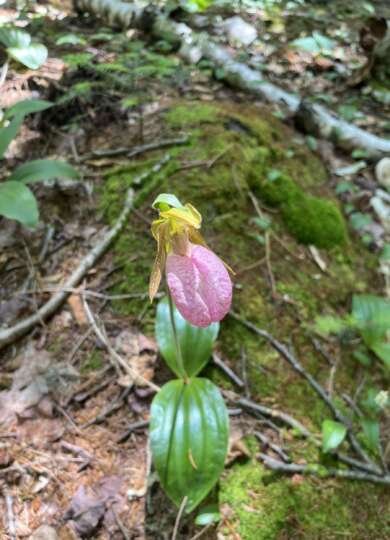 Pink Lady Slipper 