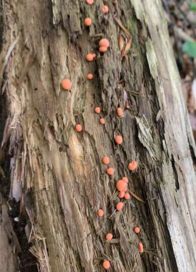 Wolf’s Milk Slime on decaying log &copy; Photo by Gita Yingling