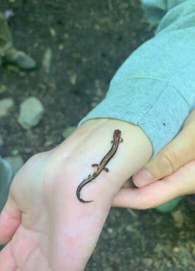 Red-backed Salamander on my wrist 